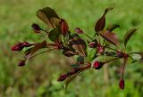 Malus &times; purpurea