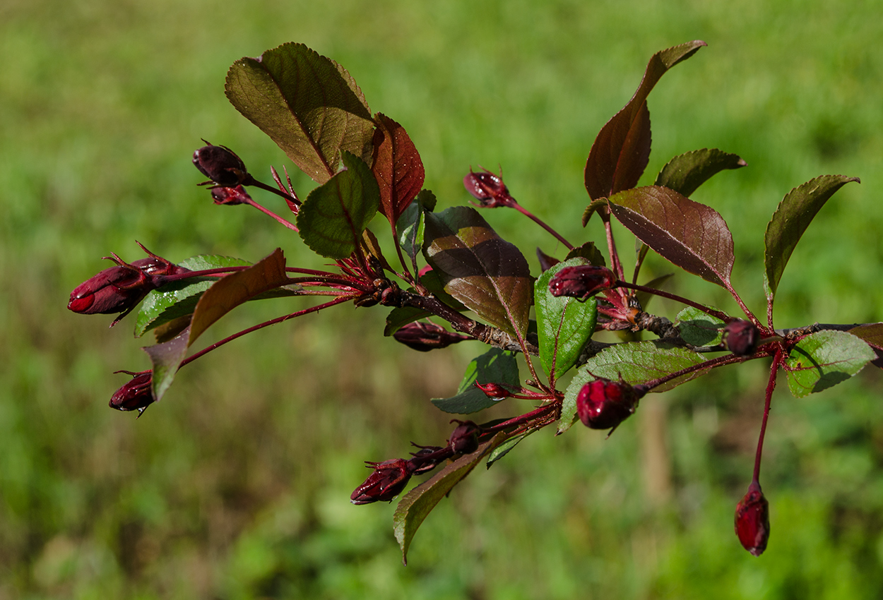 Изображение особи Malus &times; purpurea.