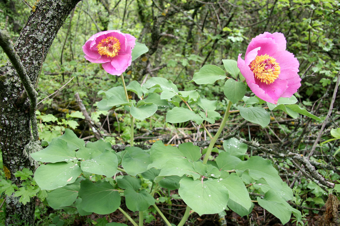 Image of Paeonia daurica specimen.