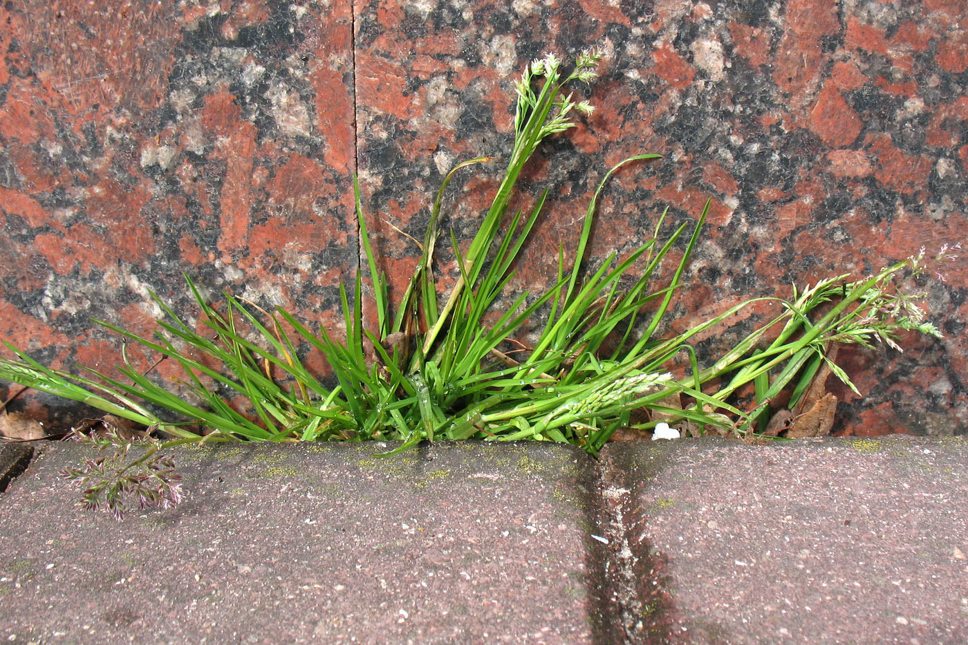 Image of Poa annua specimen.