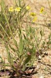 Tuberaria guttata