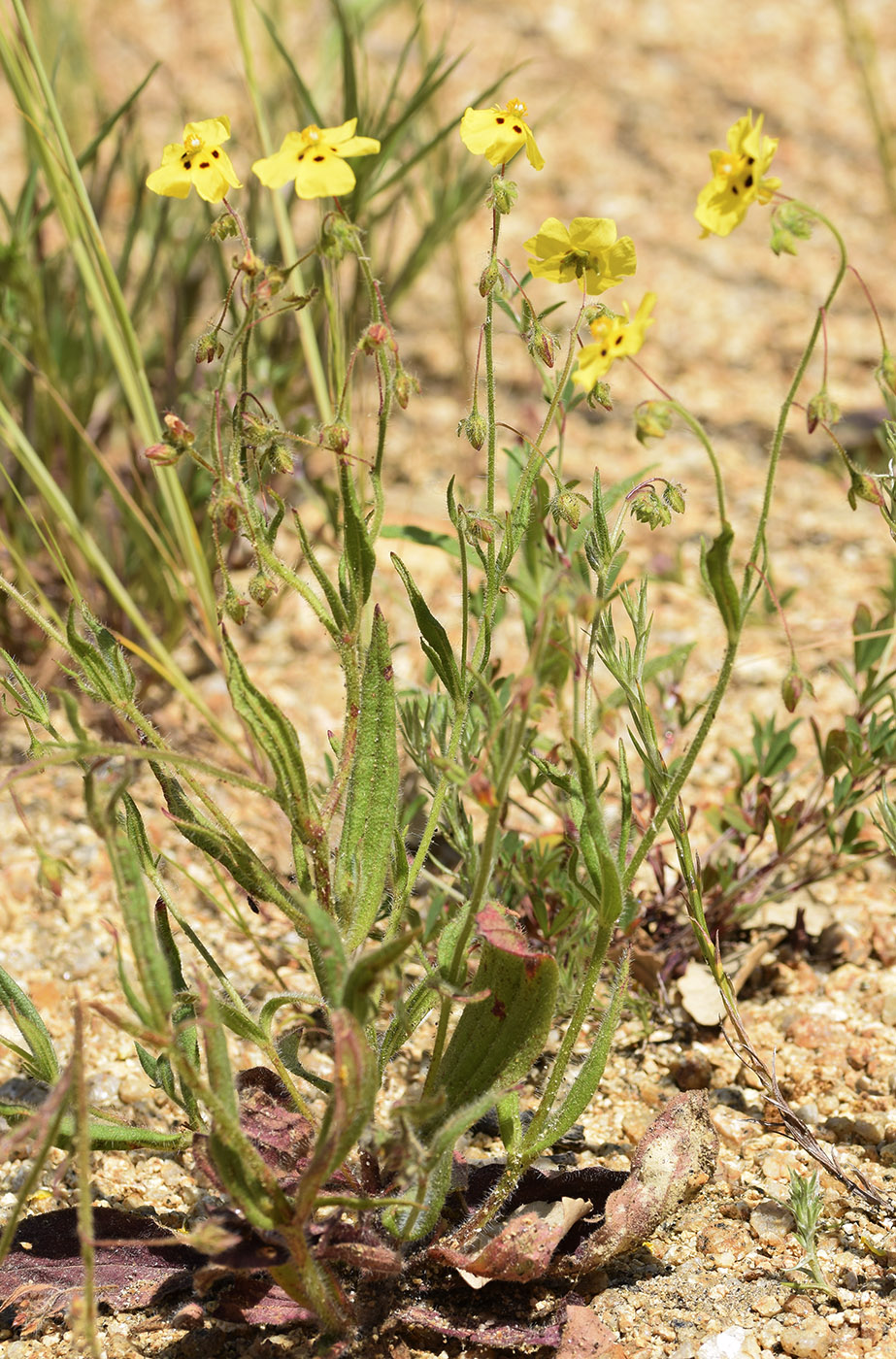Image of Tuberaria guttata specimen.