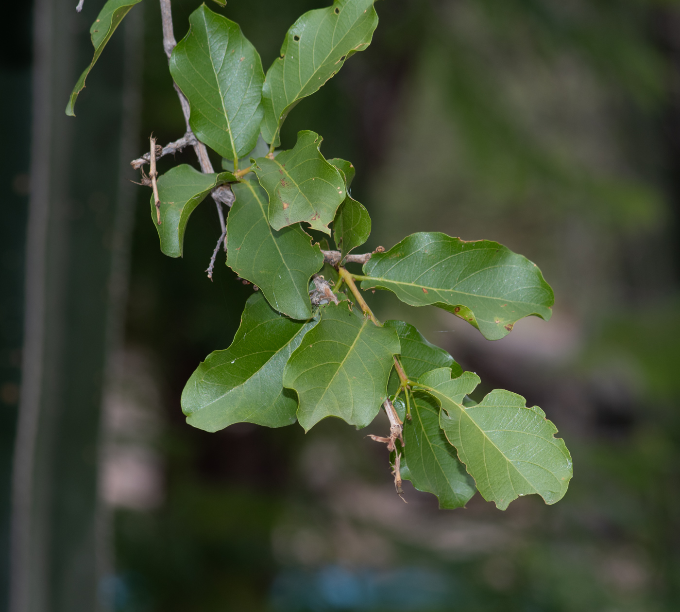 Изображение особи Combretum apiculatum.