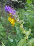 View full-size image Melampyrum nemorosum