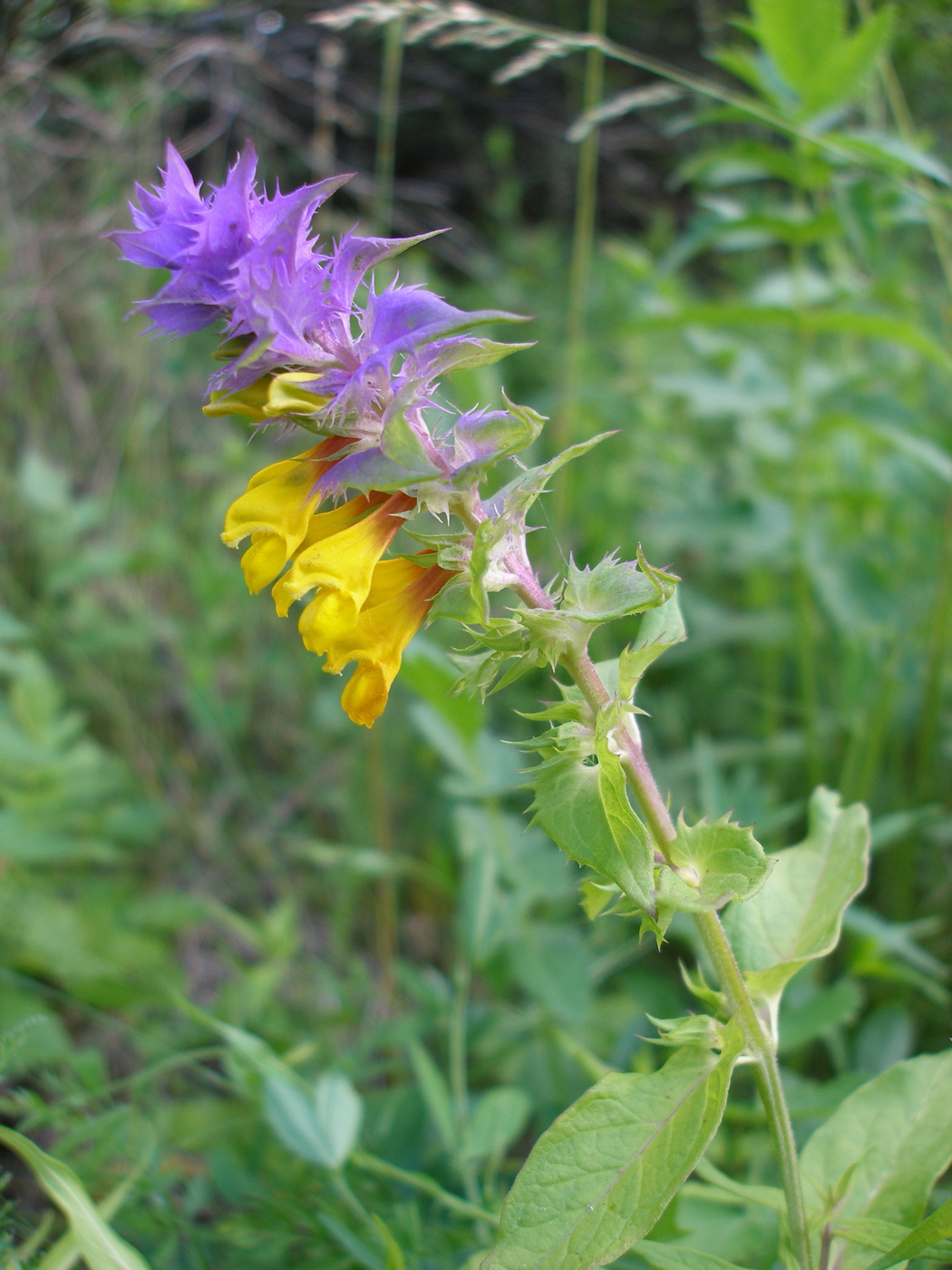 Image of Melampyrum nemorosum specimen.