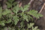 Pyrethrum parthenifolium