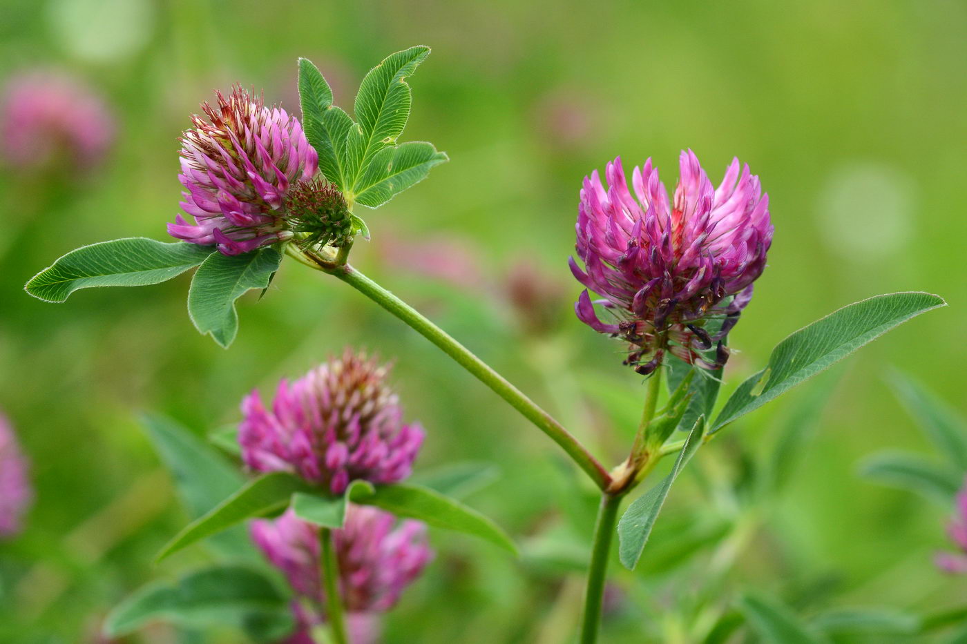 Изображение особи Trifolium medium.