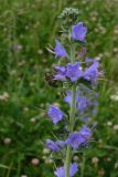 Echium vulgare