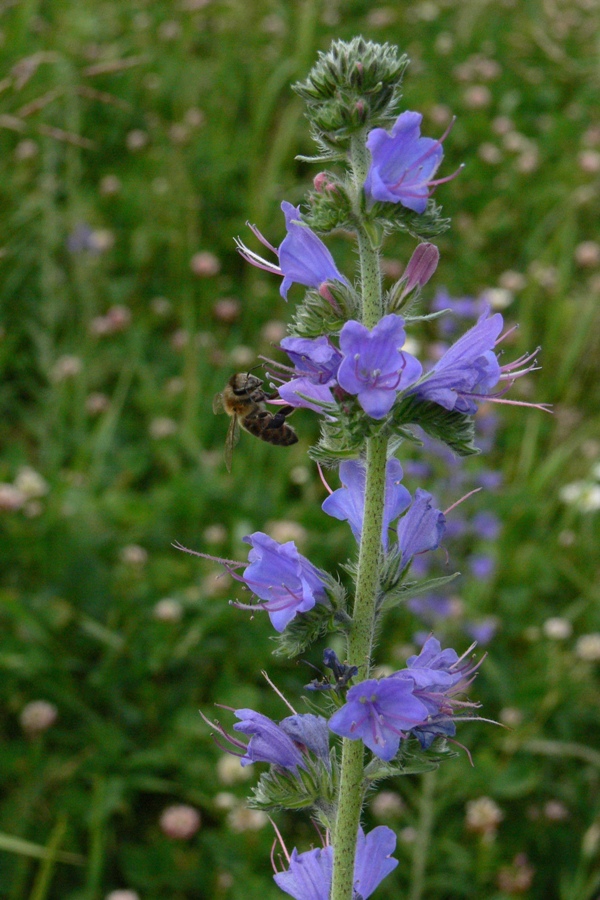 Изображение особи Echium vulgare.