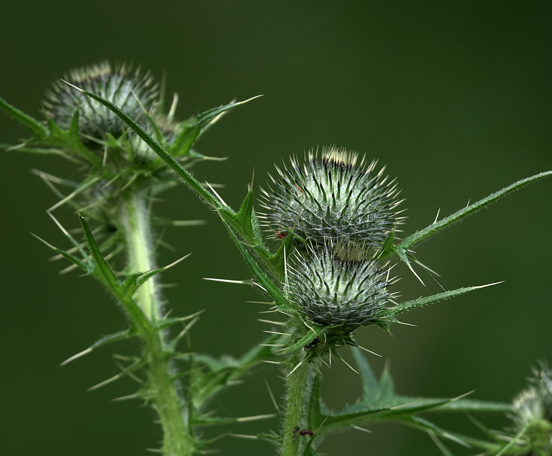 Изображение особи Cirsium vulgare.