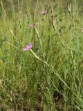 Dianthus carbonatus