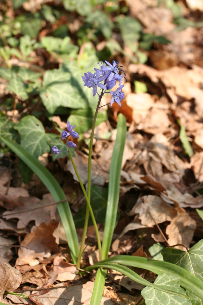 Изображение особи Scilla bithynica.