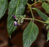 Capsicum pubescens