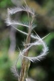 Stipa caucasica