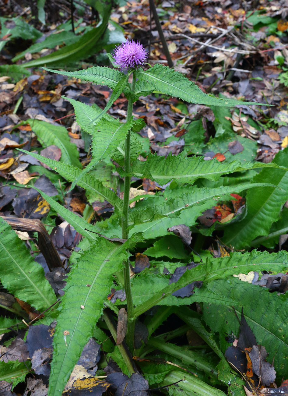 Изображение особи Cirsium helenioides.