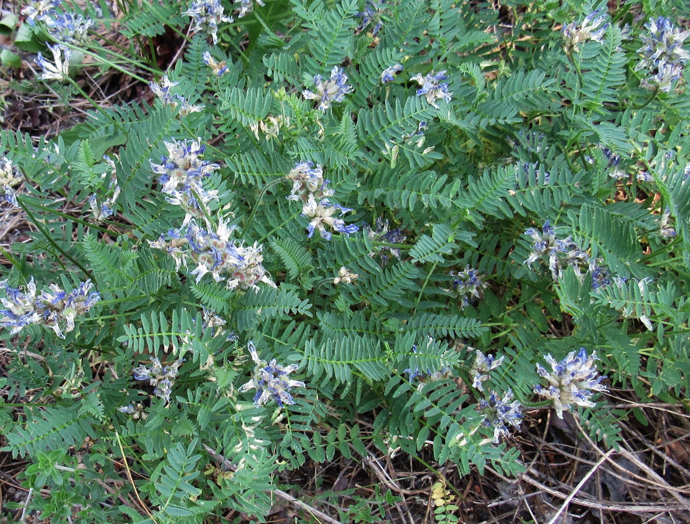 Image of Astragalus tibetanus specimen.