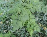 genus Aruncus