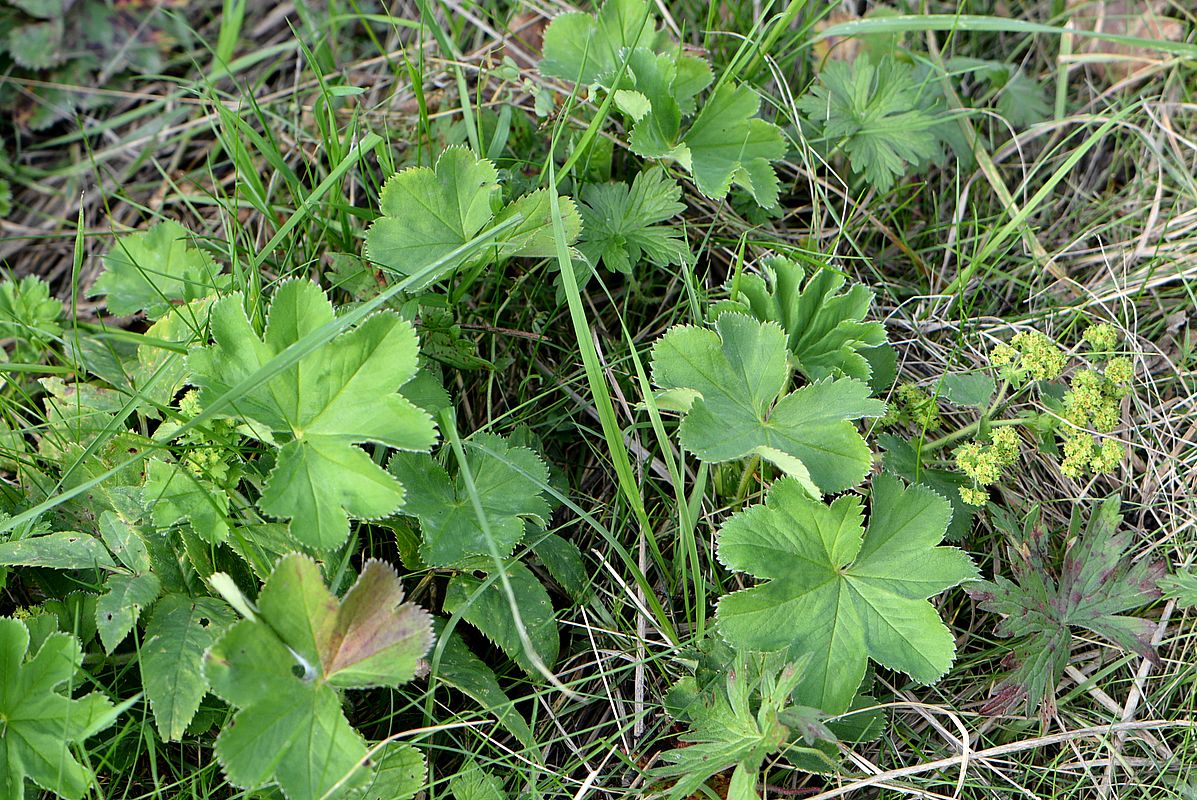 Изображение особи Alchemilla sarmatica.