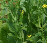 Brassica подвид pekinensis