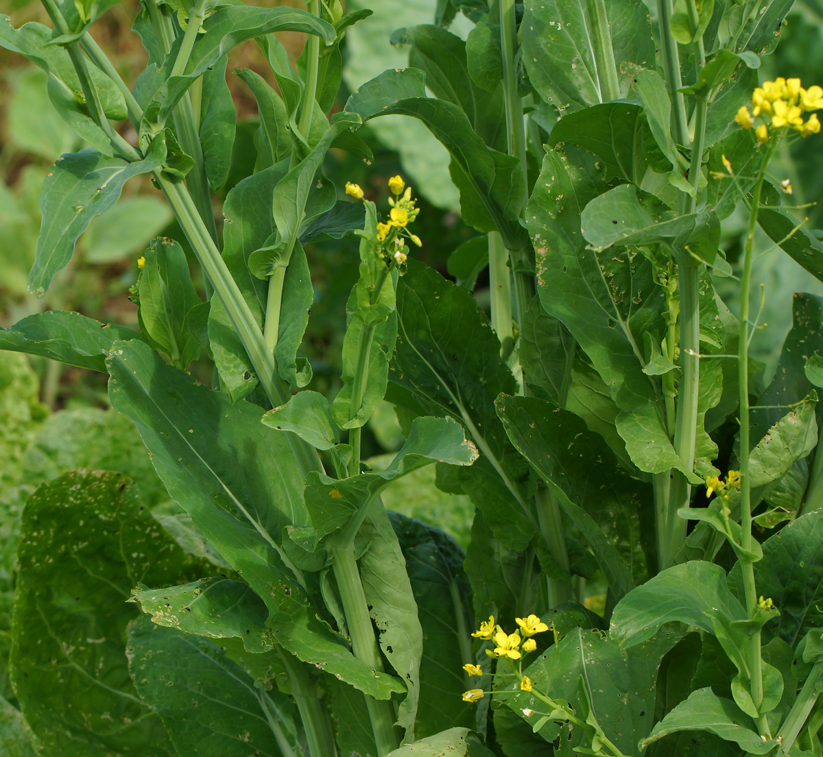 Изображение особи Brassica rapa ssp. pekinensis.