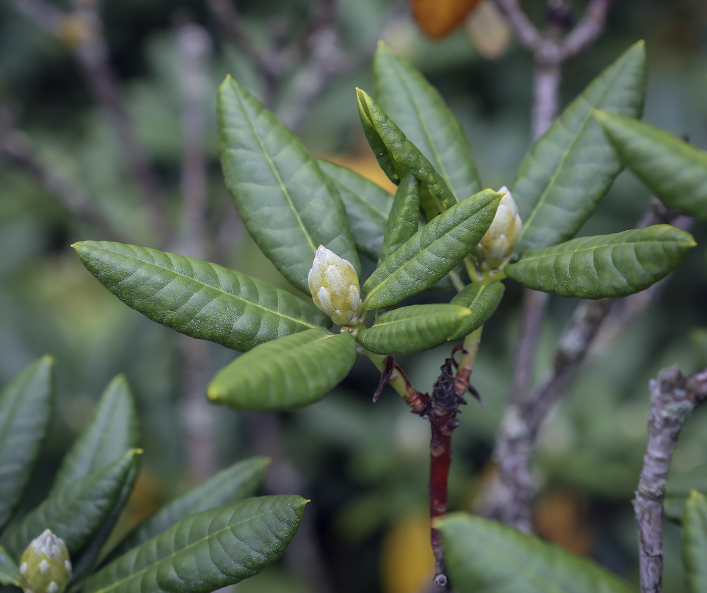 Image of Rhododendron brachycarpum specimen.