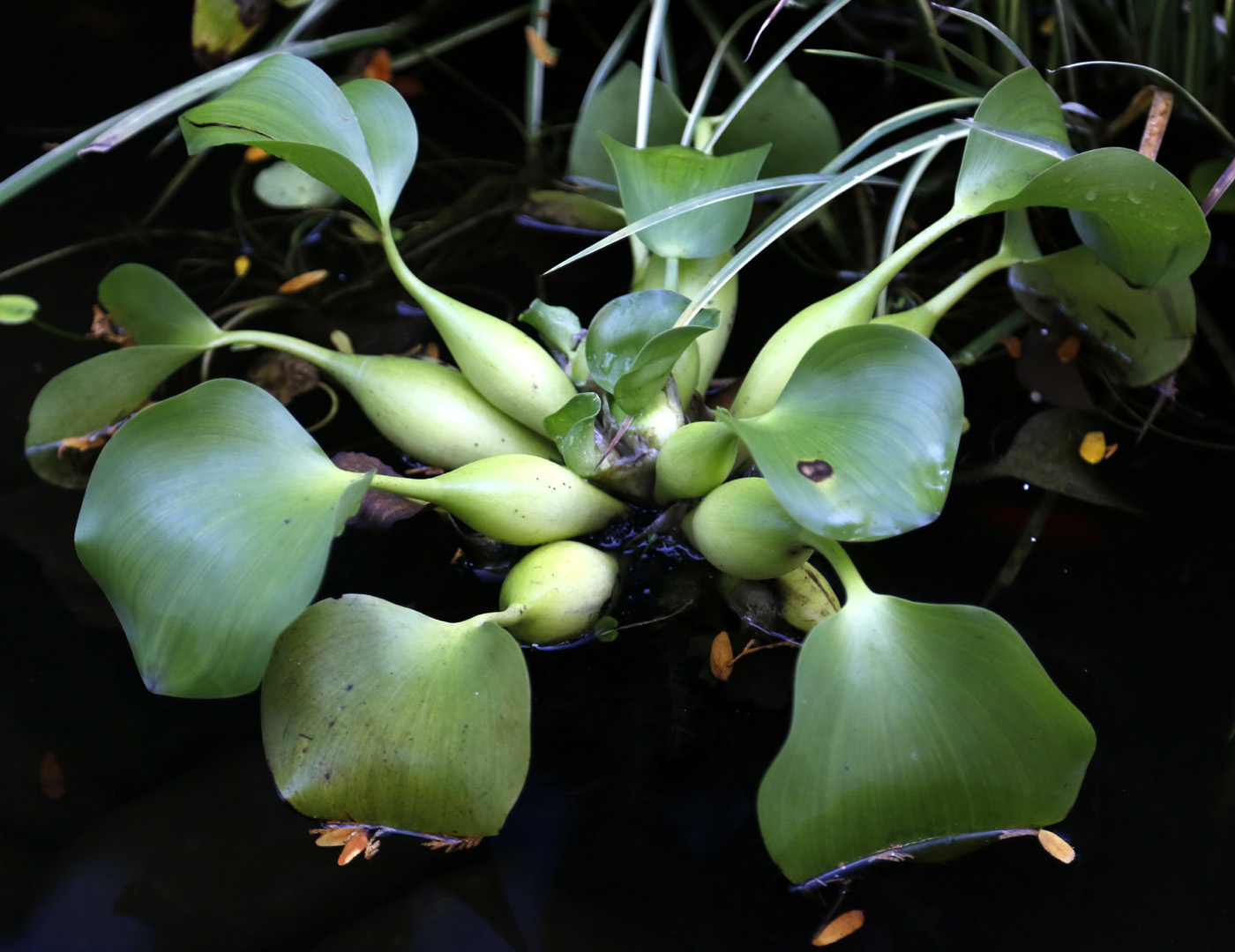 Image of Eichhornia crassipes specimen.