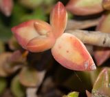 Sedum adolphii