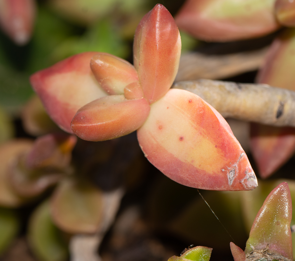 Изображение особи Sedum adolphi.