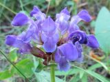 Prunella grandiflora. Соцветие. Беларусь, Минский р-н, окр. агрогородка Колодищи, обочина тропинки в смешанном лесу. 20.07.2020.