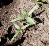 Datura stramonium variety tatula. Молодые растения. Тверская обл., Весьегонск, клумба, самосев. 14 июня 2020 г.