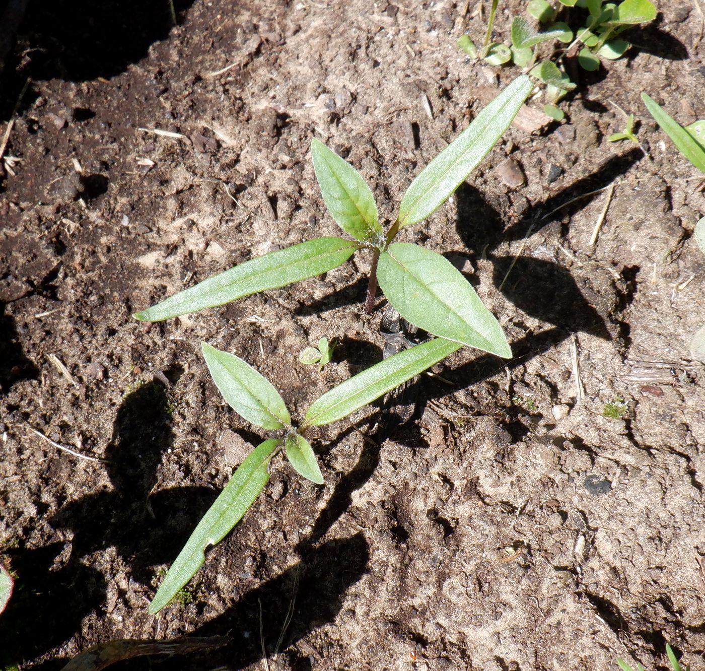 Image of Datura stramonium var. tatula specimen.