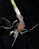 Allium schoenoprasum. Выкопанная луковица с корневищем и с нижней частью побега. Республика Алтай, Чемальский р-н, урочище Чечкыш, низкий песчано-галечниковый берег пересохшего рукава р. Катунь. 11.09.2010.