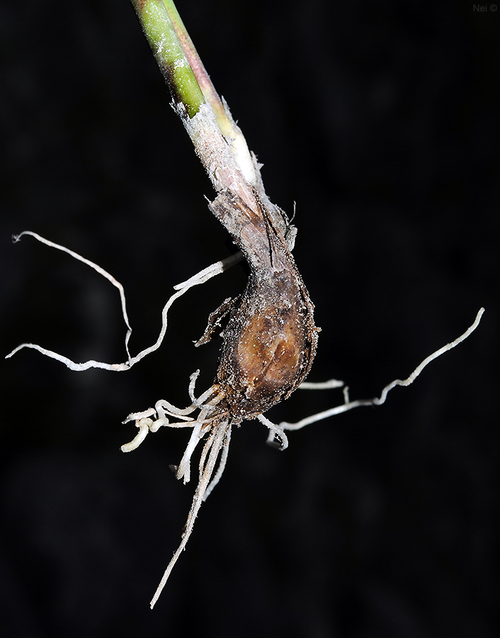Image of Allium schoenoprasum specimen.