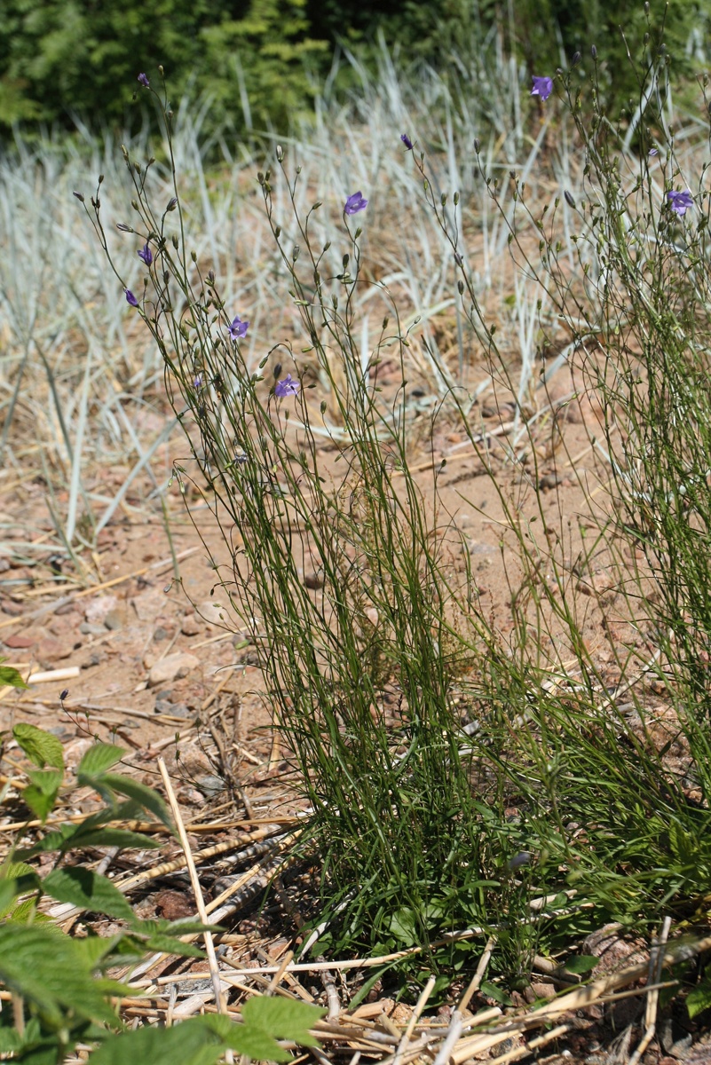 Image of Campanula rotundifolia specimen.