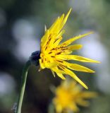 Tragopogon dasyrhynchus. Соцветие. Краснодарский край, МО г. Анапа, окр. с. Сукко, окр. оз. Сукко, луговина у дороги к озеру. 10.06.2019.