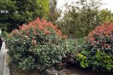 род Photinia