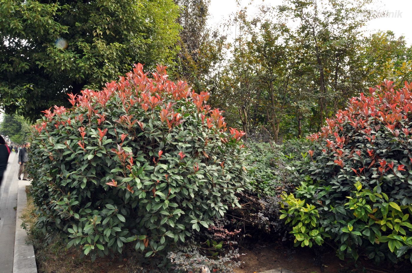 Изображение особи род Photinia.