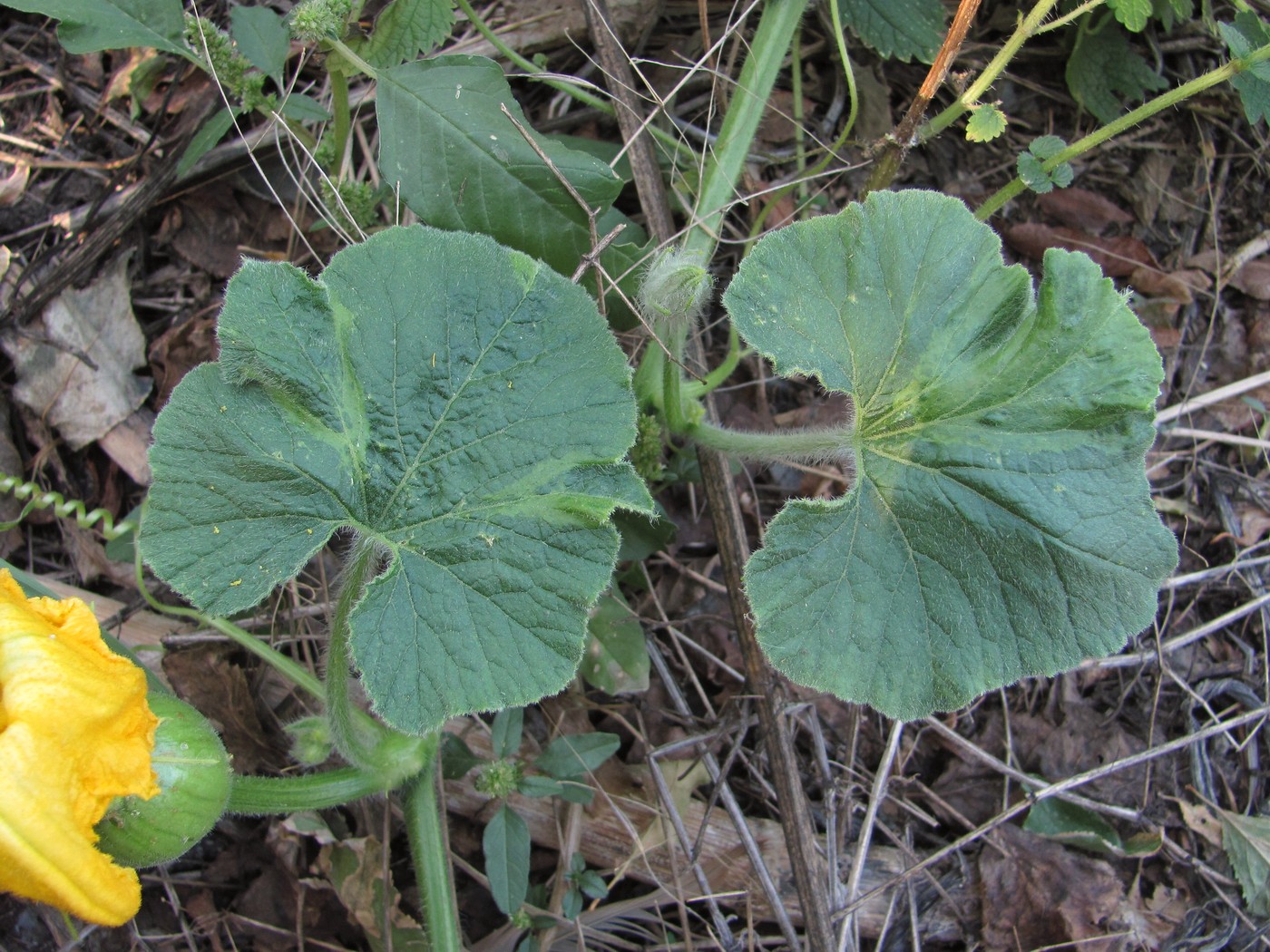 Изображение особи Cucurbita maxima.