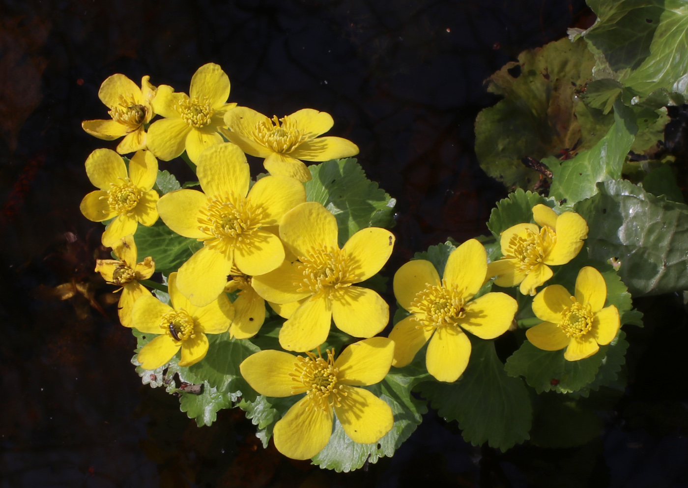 Image of Caltha palustris specimen.