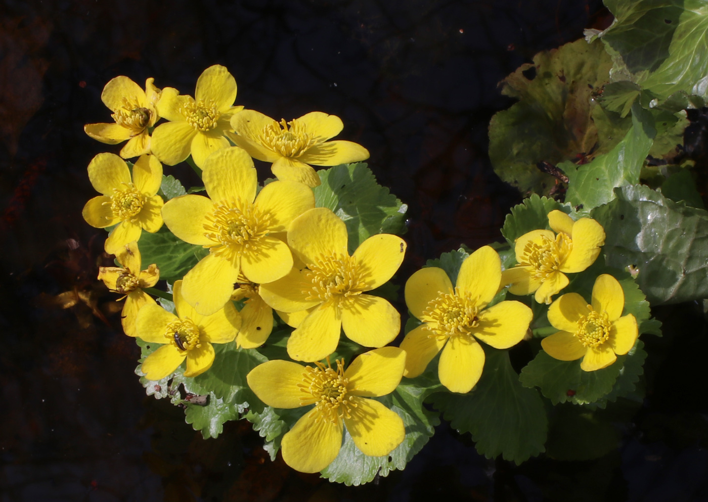 Изображение особи Caltha palustris.