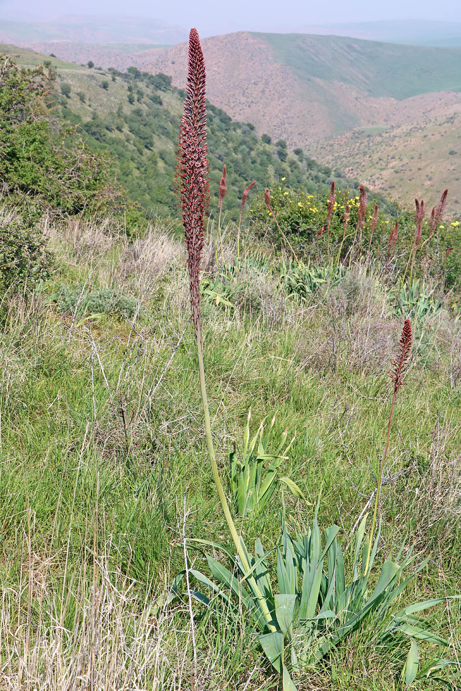 Изображение особи Eremurus regelii.