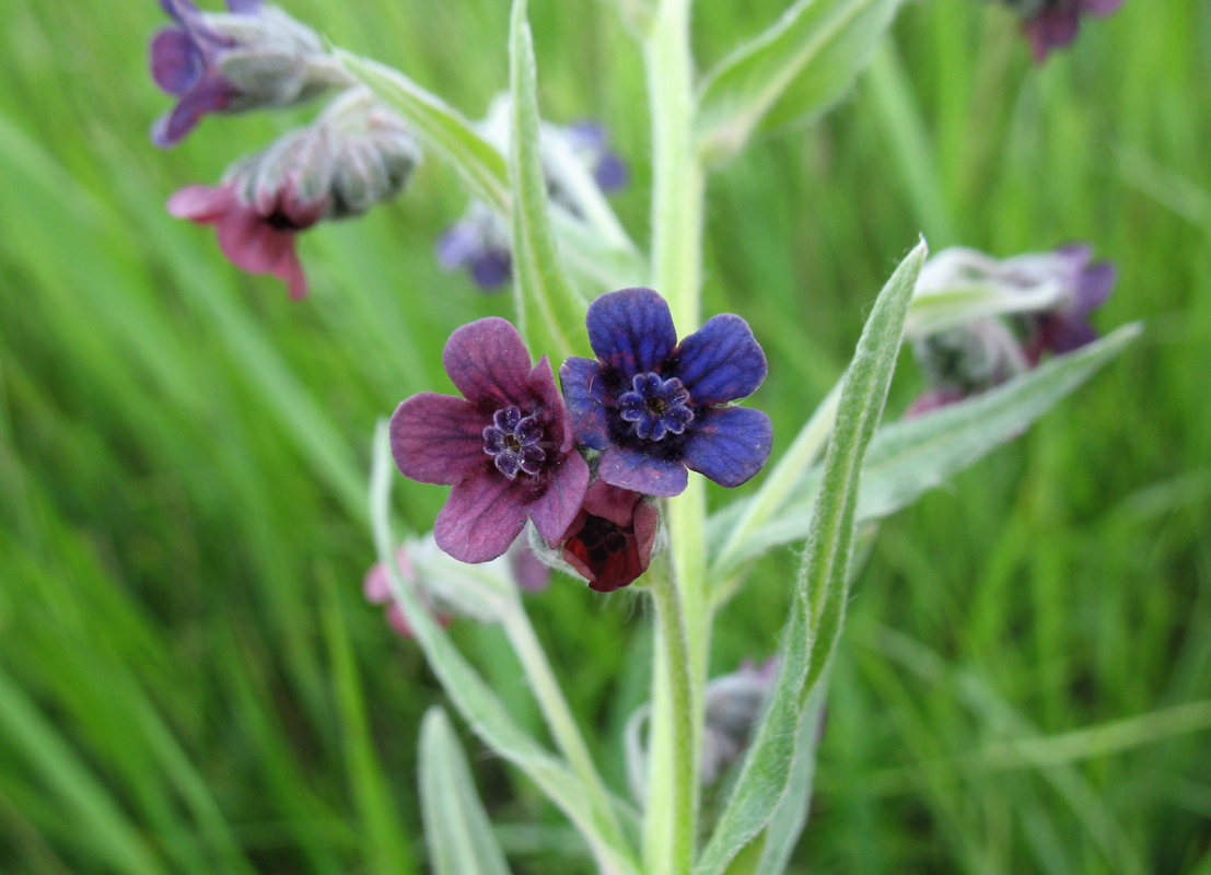 Изображение особи Cynoglossum officinale.