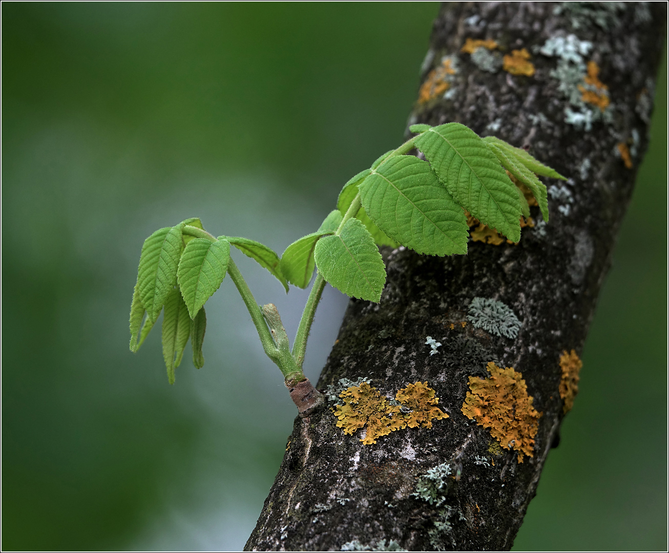 Image of Juglans mandshurica specimen.