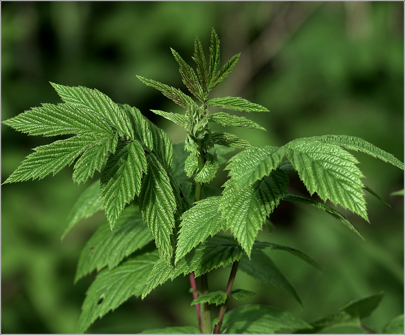 Image of Filipendula ulmaria specimen.