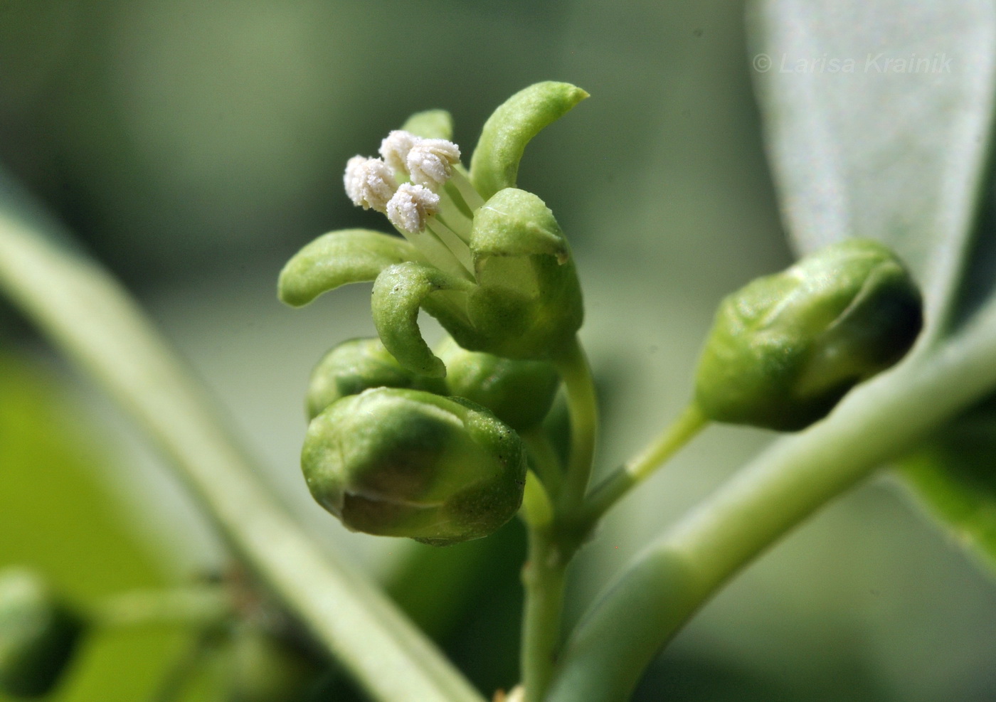 Изображение особи Celastrus orbiculata.