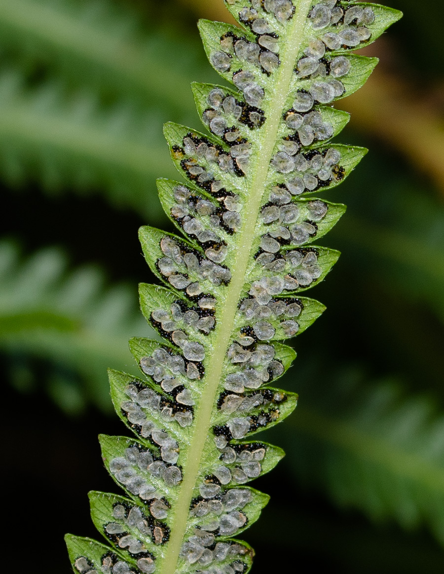 Image of Thelypteris unita specimen.