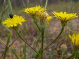 Crepis rhoeadifolia