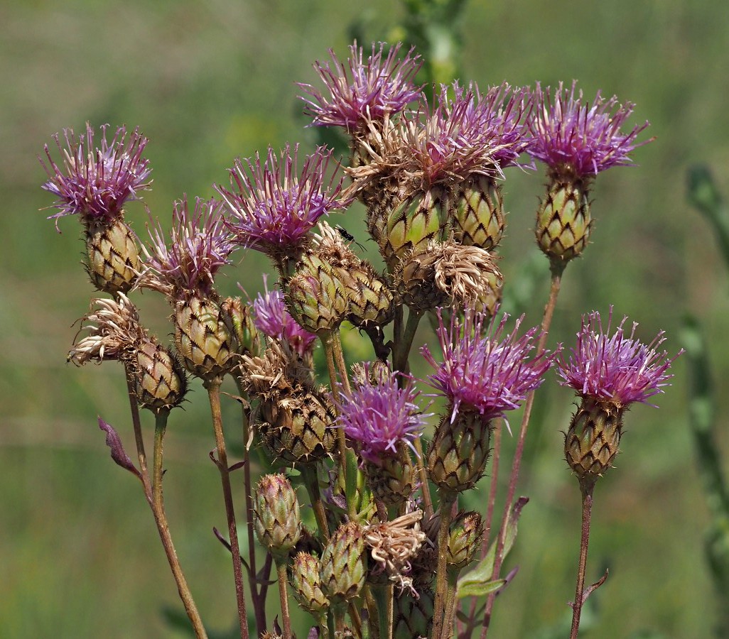 Изображение особи род Centaurea.