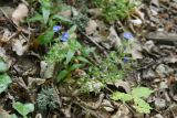 Veronica umbrosa