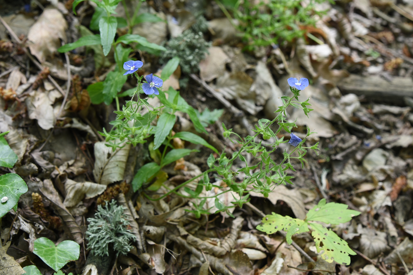 Image of Veronica umbrosa specimen.